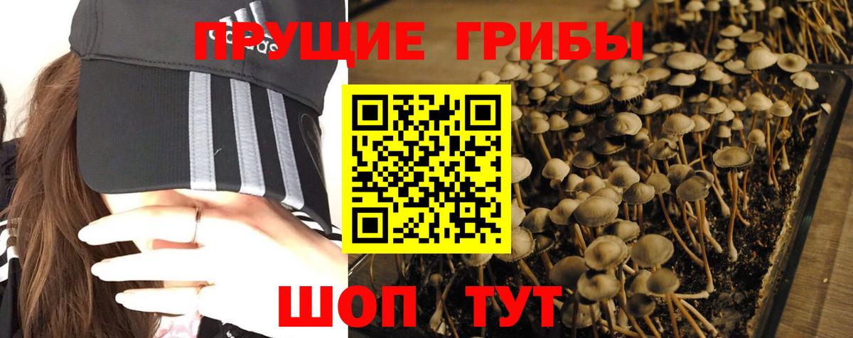 Галлюциногенные грибы Psilocybe  Вход с VPN  Александров 